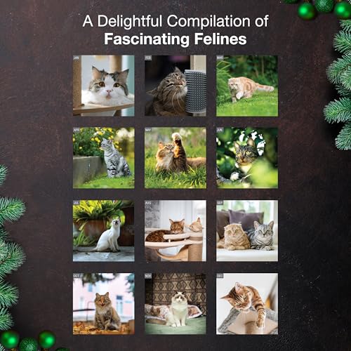 MICASA PRESS Cats 2026 Wall Calendar 12 Month | 12" x 24" Open | Thick & Sturdy Paper | Holiday Gift | Cute Kitten Cat Calendar 2026 - Image 3