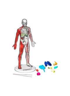Discovery Mindblown Glow-In-The-Dark 3D Human Anatomy Stem Kit (28 Pieces)  - Image 2