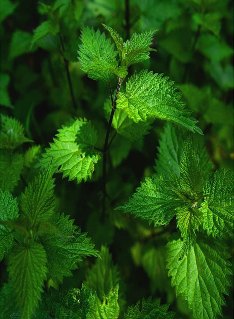 GGOOT Fresh Peppermint Seeds for Plant Your Own Food Box Bizarrely Vibrant Plant Seeds Outdoor Planting Garden - Image 1