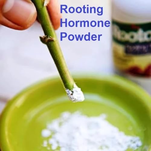 Petalzone Rootex | Fast Root Dry Powder Rooting Hormone for All Plants Grow Nutritions | Pack of 1 | 30 gram (ROOTEX NO.1) - Image 4