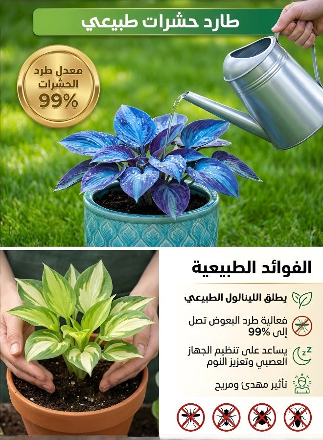 Mixed Hosta Seeds 1000 Pcs Purple Red Ornamental Leaves Cold Resistant Easy Grow Garden Balcony Decor Flowers - Image 4