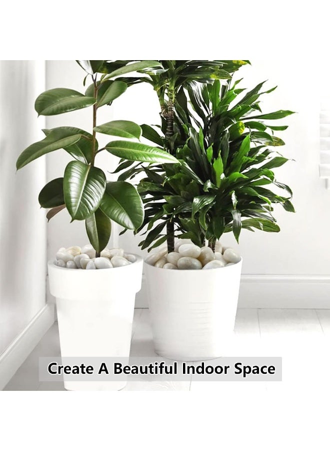 RR BRAND White River Rocks, 1-2 Inch 1.5kg Natural Pebbles for Indoor Plants, High Polished Decorative Stones Vase Filler Fish Tank Aquariums Landscaping Garden Outdoor and Indoor DIY - Image 4