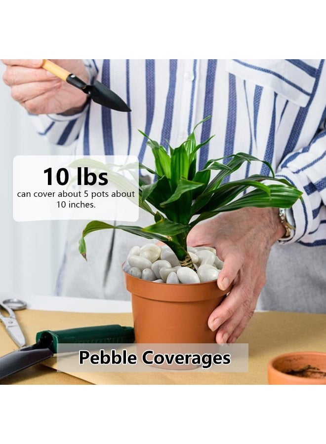 RR BRAND White River Rocks, 1-2 Inch 1.5kg Natural Pebbles for Indoor Plants, High Polished Decorative Stones Vase Filler Fish Tank Aquariums Landscaping Garden Outdoor and Indoor DIY - Image 3