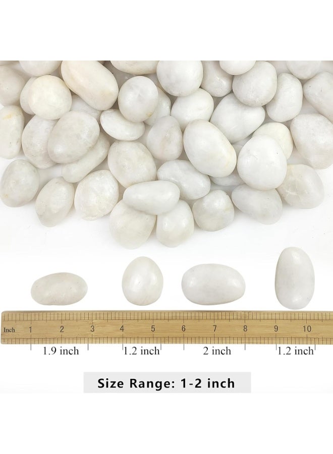 RR BRAND White River Rocks, 1-2 Inch 1.5kg Natural Pebbles for Indoor Plants, High Polished Decorative Stones Vase Filler Fish Tank Aquariums Landscaping Garden Outdoor and Indoor DIY - Image 2