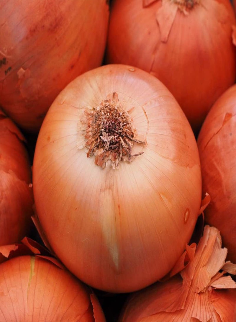 GGOOT Onion F1 Toughball Vegetable Seeds - 50 Seeds - Image 1