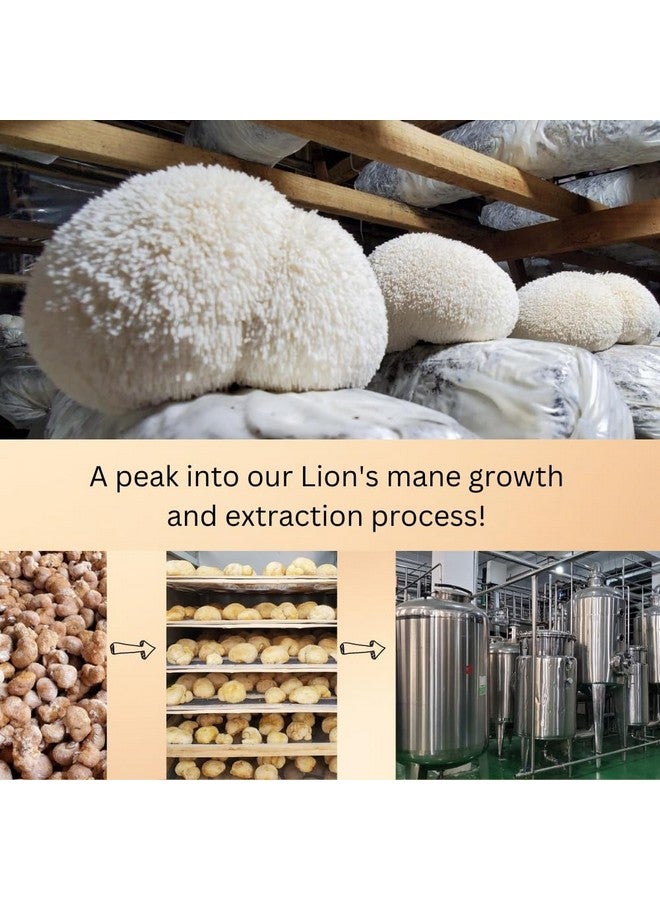 Neuro Fuel - Memory, Focus, Cognition. 12x Concentrated High Strength Pure Organic Lion's Mane, 12:1 Dual Extract, 100% Fruiting Bodies - 125 Grams - 4.41 Oz - Image 5