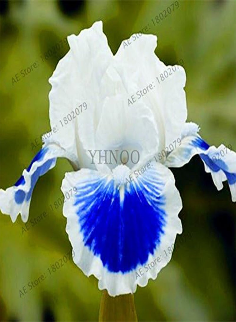 جي جوت 50 قطعة/حقيبة من بذور زهرة السوسن بألوان مختلطة، بذور زهور نادرة، بذور السوسن الملتحي، نباتات طبيعية، زهرة الأوركيد، اصنعها بنفسك للحديقة - Image 4