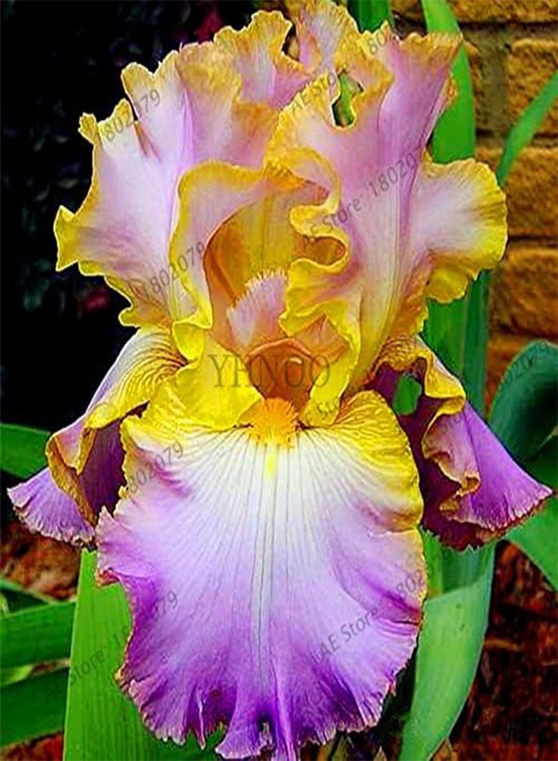 جي جوت 50 قطعة/حقيبة من بذور زهرة السوسن بألوان مختلطة، بذور زهور نادرة، بذور السوسن الملتحي، نباتات طبيعية، زهرة الأوركيد، اصنعها بنفسك للحديقة - Image 3