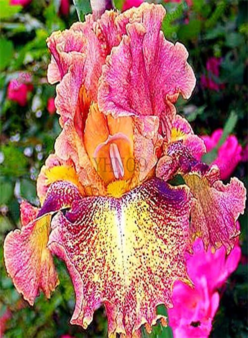 جي جوت 50 قطعة/حقيبة من بذور زهرة السوسن بألوان مختلطة، بذور زهور نادرة، بذور السوسن الملتحي، نباتات طبيعية، زهرة الأوركيد، اصنعها بنفسك للحديقة - Image 2