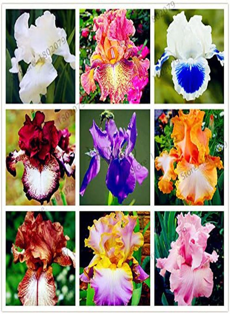 جي جوت 50 قطعة/حقيبة من بذور زهرة السوسن بألوان مختلطة، بذور زهور نادرة، بذور السوسن الملتحي، نباتات طبيعية، زهرة الأوركيد، اصنعها بنفسك للحديقة - Image 1