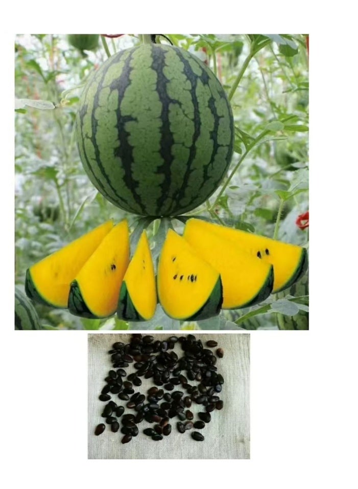 20 Pcs Watermelon Petite Yellow - Sweet and Delicious Yellow Watermelon for Home Garden Planting - Image 1