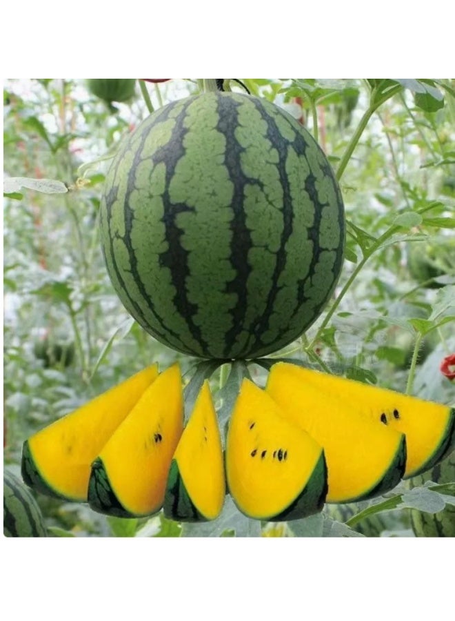 20 Pcs Watermelon Petite Yellow - Sweet and Delicious Yellow Watermelon for Home Garden Planting - Image 2