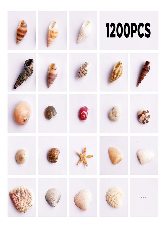 Wanwanzi 1200 PCS Tiny Sea Shells &10 Small Starfish - Mixed Ocean Beach Spiral Seashells for Fish Tank and Vase Filler, Beach Theme Party, Wedding Decor - DIY Craft Supplies - Image 2