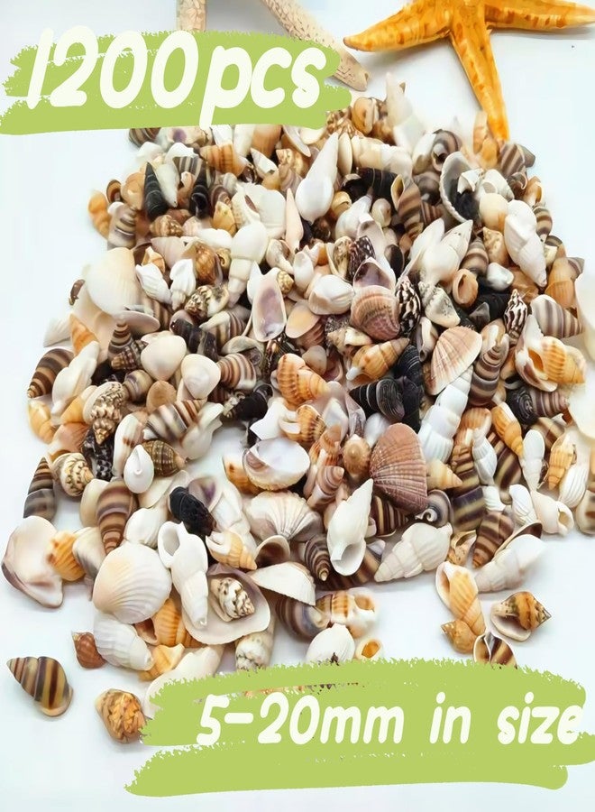 Wanwanzi 1200 PCS Tiny Sea Shells &10 Small Starfish - Mixed Ocean Beach Spiral Seashells for Fish Tank and Vase Filler, Beach Theme Party, Wedding Decor - DIY Craft Supplies - Image 5