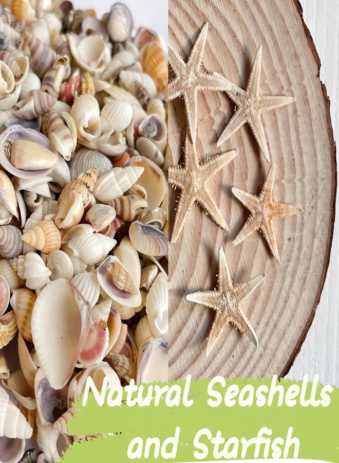 Wanwanzi 1200 PCS Tiny Sea Shells &10 Small Starfish - Mixed Ocean Beach Spiral Seashells for Fish Tank and Vase Filler, Beach Theme Party, Wedding Decor - DIY Craft Supplies - Image 3
