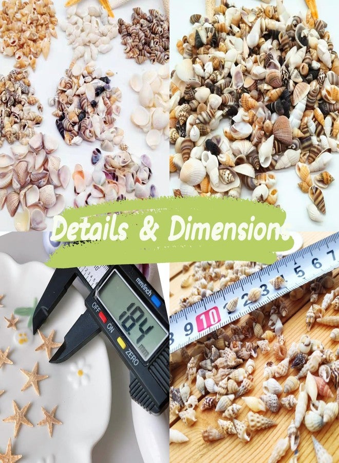 Wanwanzi 1200 PCS Tiny Sea Shells &10 Small Starfish - Mixed Ocean Beach Spiral Seashells for Fish Tank and Vase Filler, Beach Theme Party, Wedding Decor - DIY Craft Supplies - Image 4