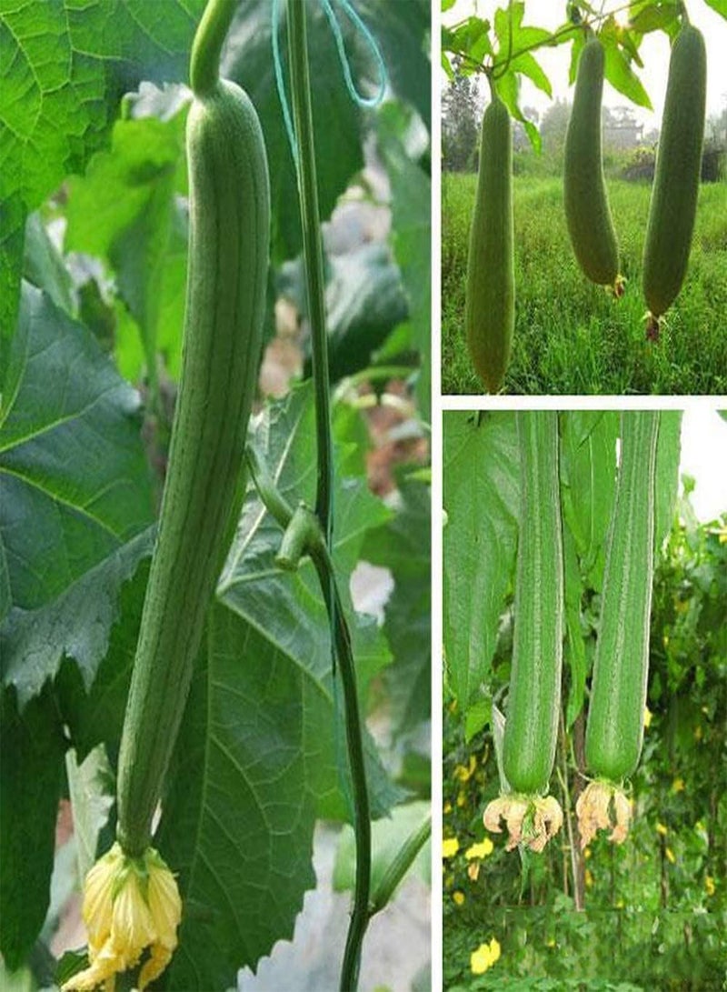 GGOOT 20Pcs Loofah Seeds Green Slender Loofah Annual Heirloom Seed Vegetables Harvest Every Year Garden Terrace Patio Planting - Image 1