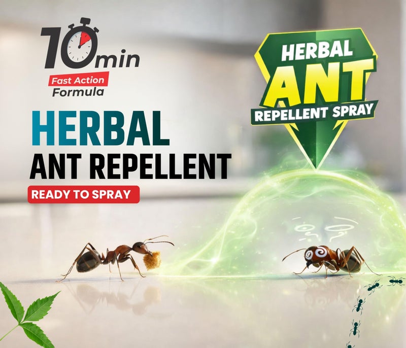 Amish Ant Repellent Spray 250ml Pack of 2 for Home & Kitchen | Herbal Organic Indoor Outdoor | Pet Safe, Safe for Dogs | Eco Friendly Remover for Home, Plants | 10 Minutes Formula| Repellent Spray - Image 3
