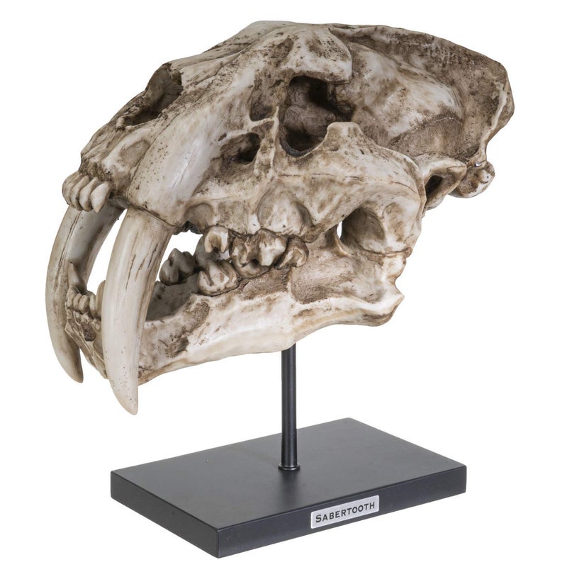 SUMMIT COLLECTION Polystone Resin Sabertooth Tiger Skull Replica Model On Stand with Name Plaque Home Decor Interior Design Sculpture 125 Inches Wide
