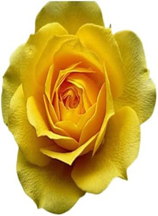 Rose Flower Seeds Multi-Coloured UK Rose Flower Seeds for Home Garden Patio Plant - 10x Rose Flower Seeds (Yellow) - pzsku/Z24AD4D0E5D3BF5332101Z/45/1749255321/3fb93670-58cf-4231-b086-f476b9d73db3