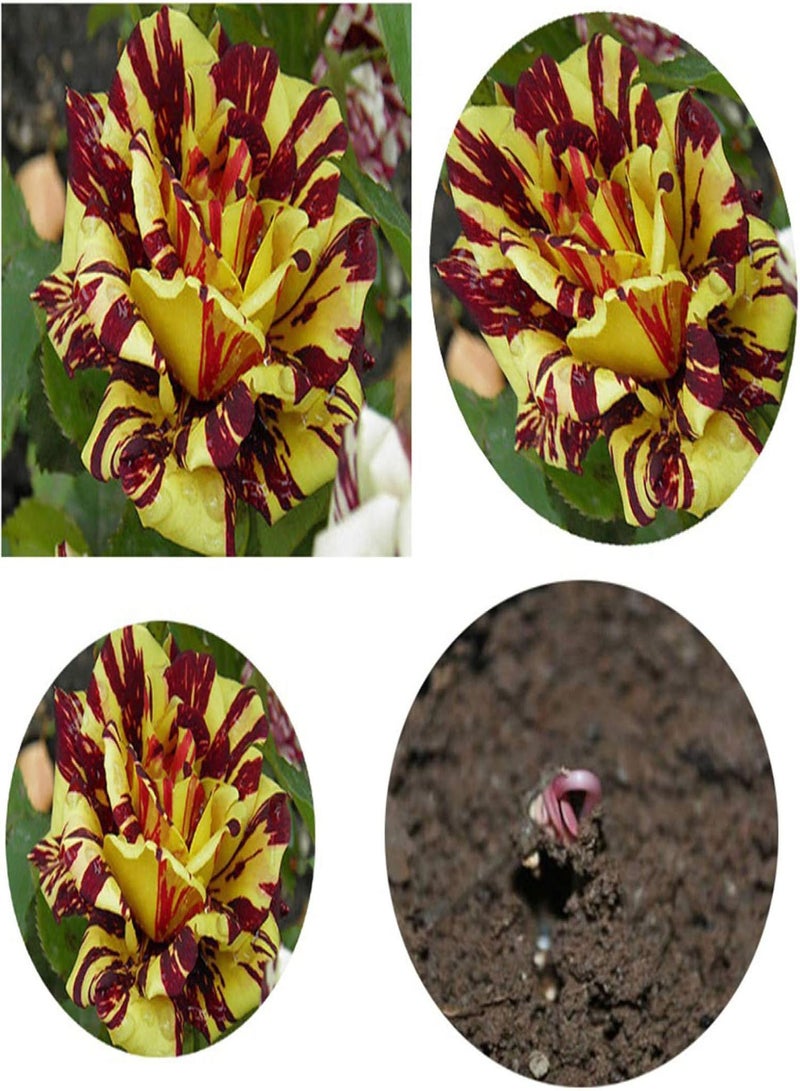 GGOOT Green Garden Flower Plants-50Pcs Red and Yellow Pattern Rose Seeds Mystic Flower Garden Balcony Home Decor - Image 1