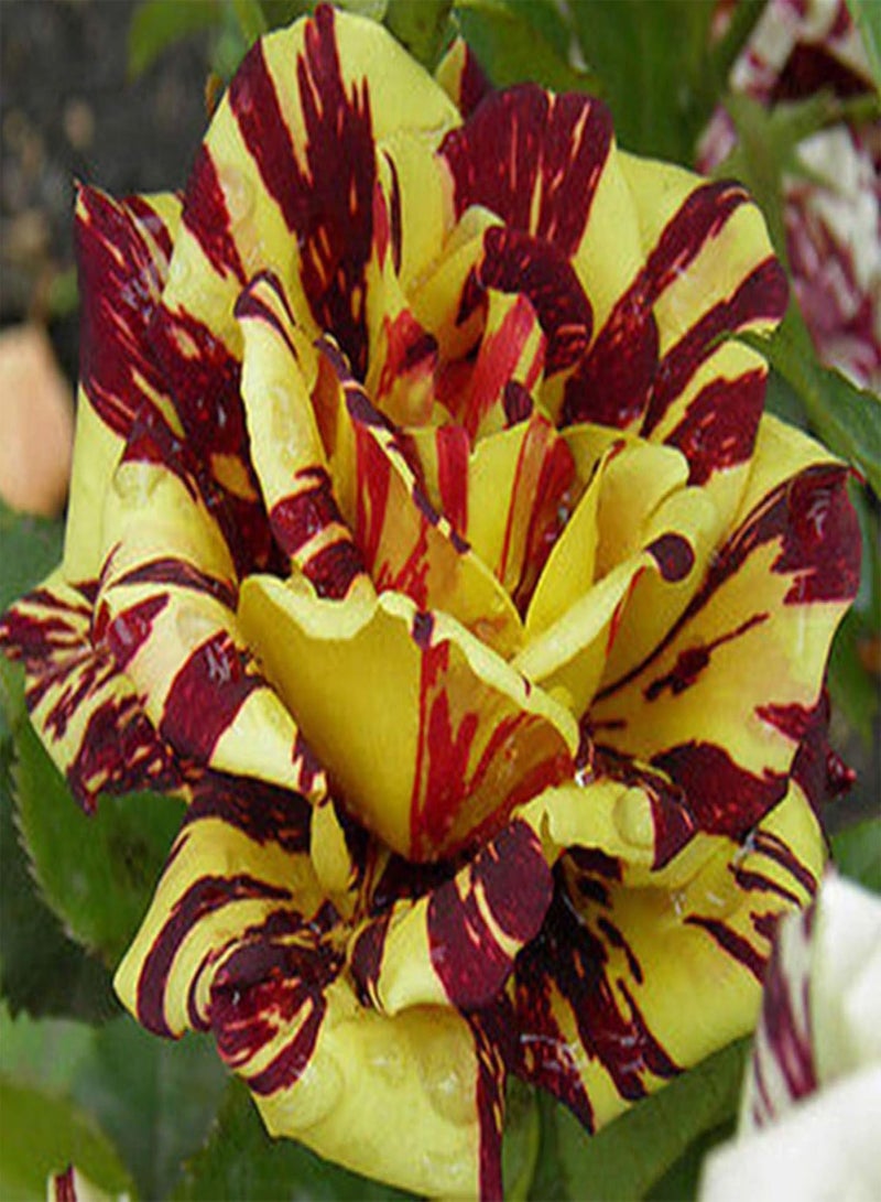 GGOOT Green Garden Flower Plants-50Pcs Red and Yellow Pattern Rose Seeds Mystic Flower Garden Balcony Home Decor - Image 2