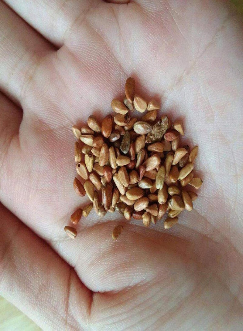 GGOOT Green Garden Flower Plants-50Pcs Red and Yellow Pattern Rose Seeds Mystic Flower Garden Balcony Home Decor - Image 4