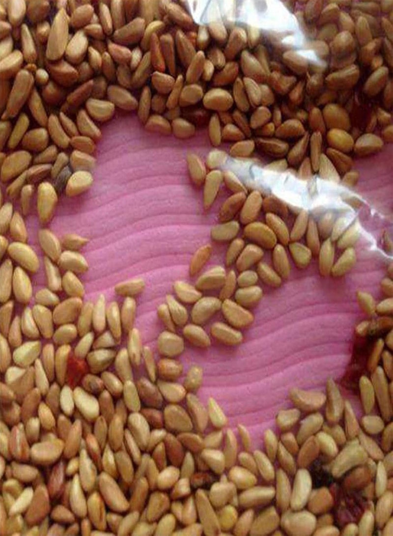 GGOOT Green Garden Flower Plants-50Pcs Red and Yellow Pattern Rose Seeds Mystic Flower Garden Balcony Home Decor - Image 3