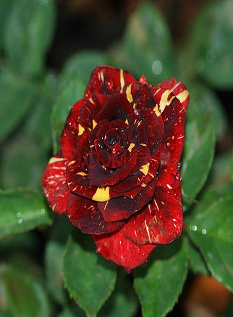 GGOOT Green Garden Flower Plants-50Pcs Red and Yellow Pattern Rose Seeds Mystic Flower Garden Balcony Home Decor - Image 5