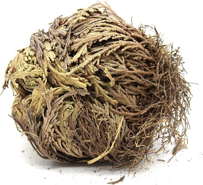 Govinda غوفيندا - زهرة إريحا - عبوة من 1 - Image 2