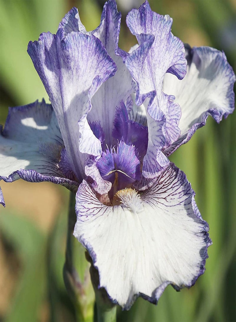 جي جوت 200 قطعة/حقيبة من بذور السوسن سهلة الزراعة، محاصيل برائحة السوسن القوية، نباتات الحدائق، بذور للفناء، بذور للحديقة - Image 4