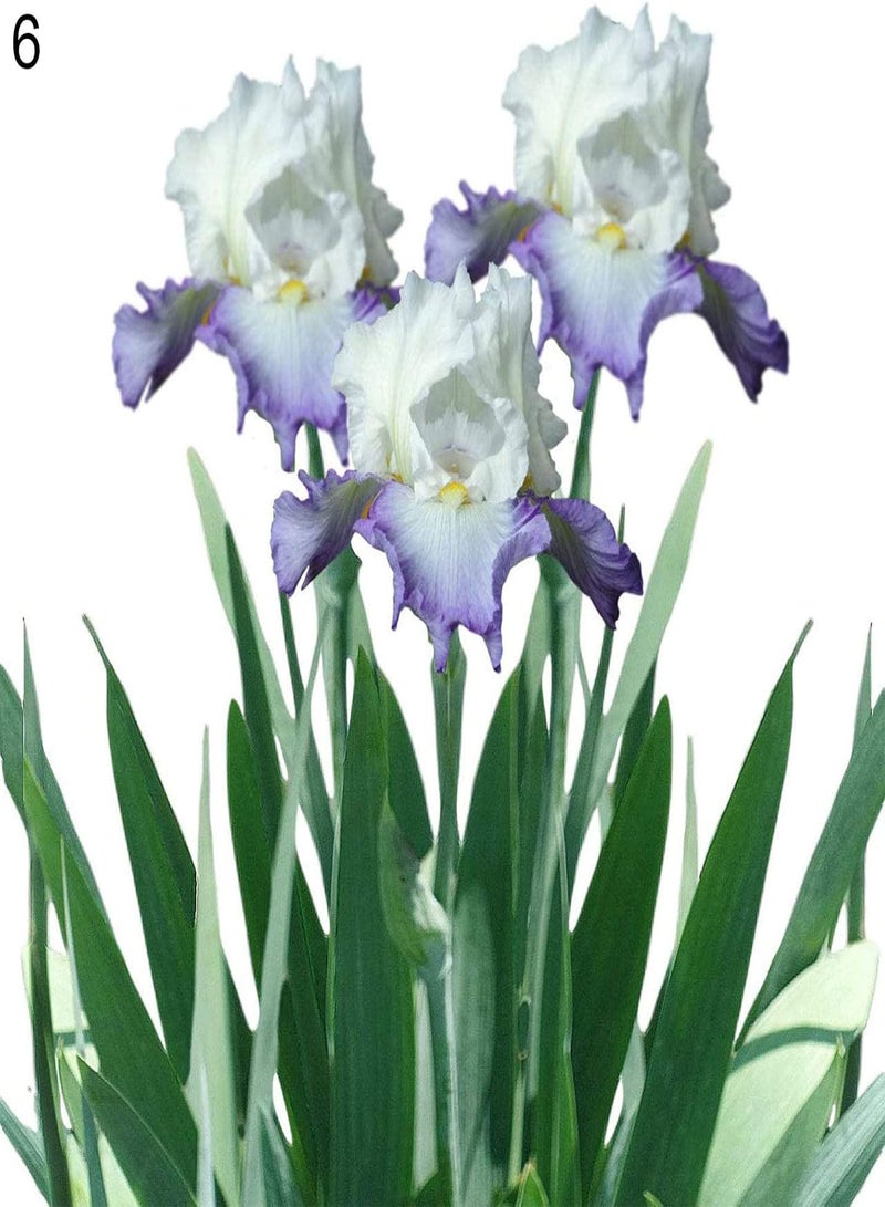 جي جوت 200 قطعة/حقيبة من بذور السوسن سهلة الزراعة، محاصيل برائحة السوسن القوية، نباتات الحدائق، بذور للفناء، بذور للحديقة - Image 3