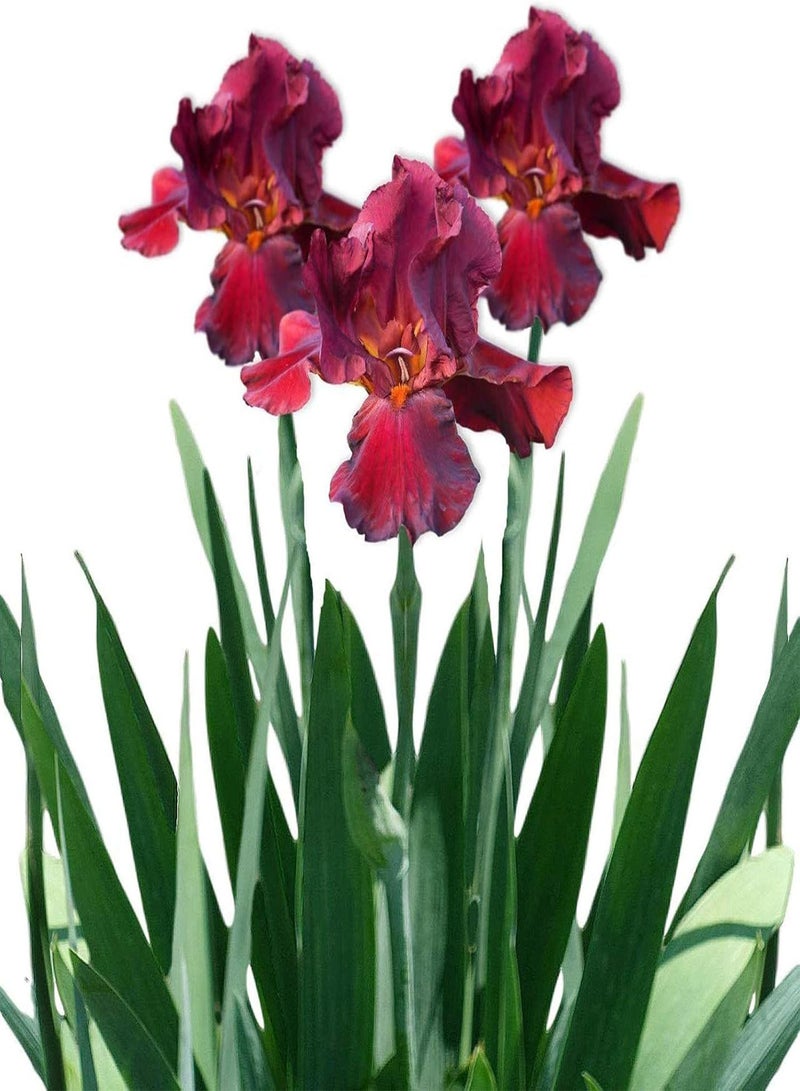 جي جوت 200 قطعة/حقيبة من بذور السوسن سهلة الزراعة، محاصيل برائحة السوسن القوية، نباتات الحدائق، بذور للفناء، بذور للحديقة - Image 1