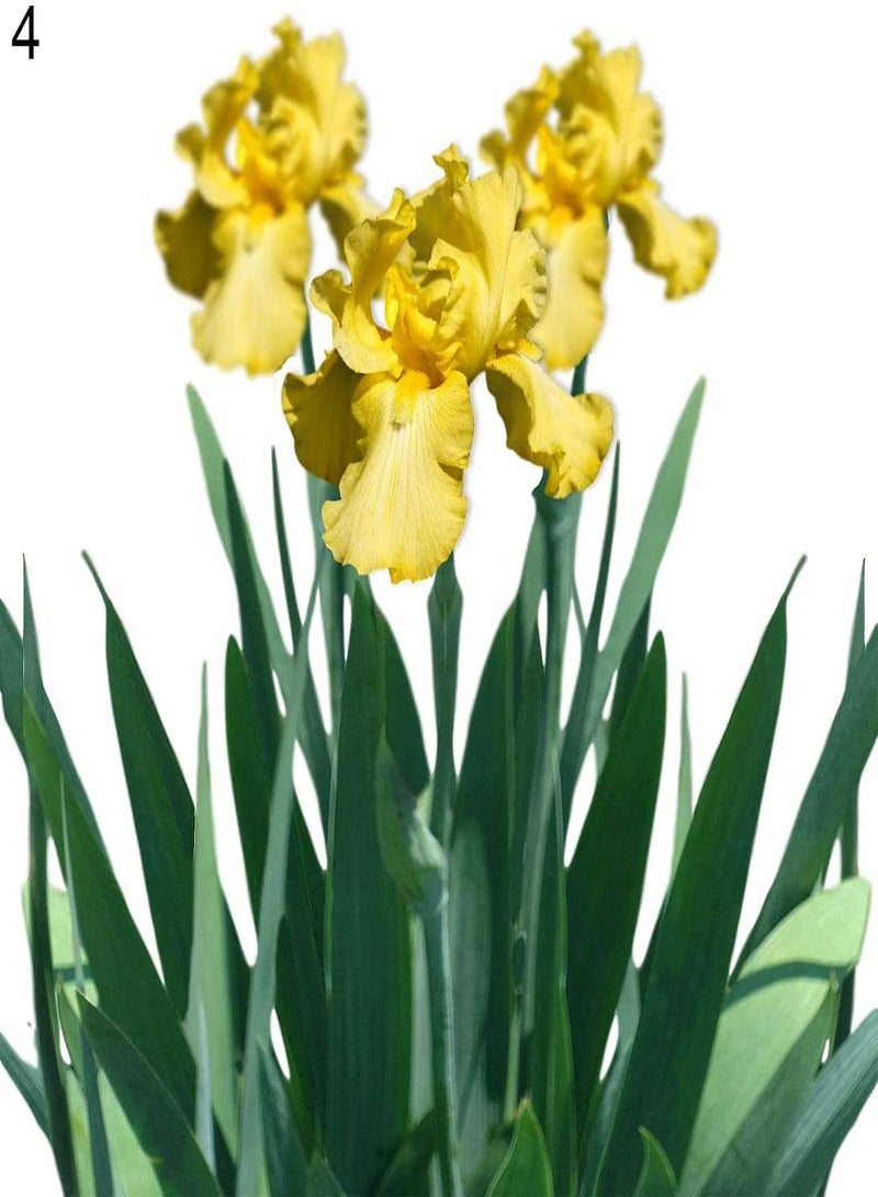 جي جوت 200 قطعة/حقيبة من بذور السوسن سهلة الزراعة، محاصيل برائحة السوسن القوية، نباتات الحدائق، بذور للفناء، بذور للحديقة - Image 2