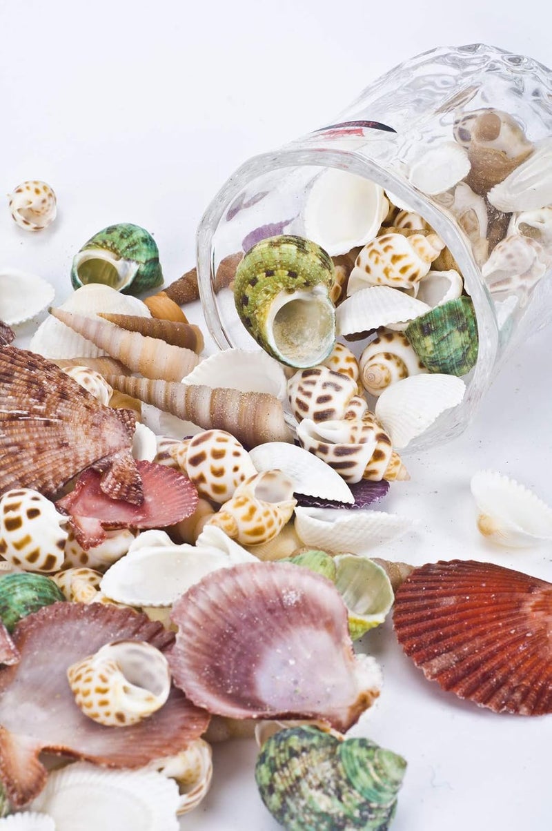 Famoby 80~85pcs Sea Shells Mixed Beach Seashells for Beach Theme Party Wedding Decorations DIY Crafts Candle Making Fish Tank Vase Fillers Home Decorations Supplies - Image 5