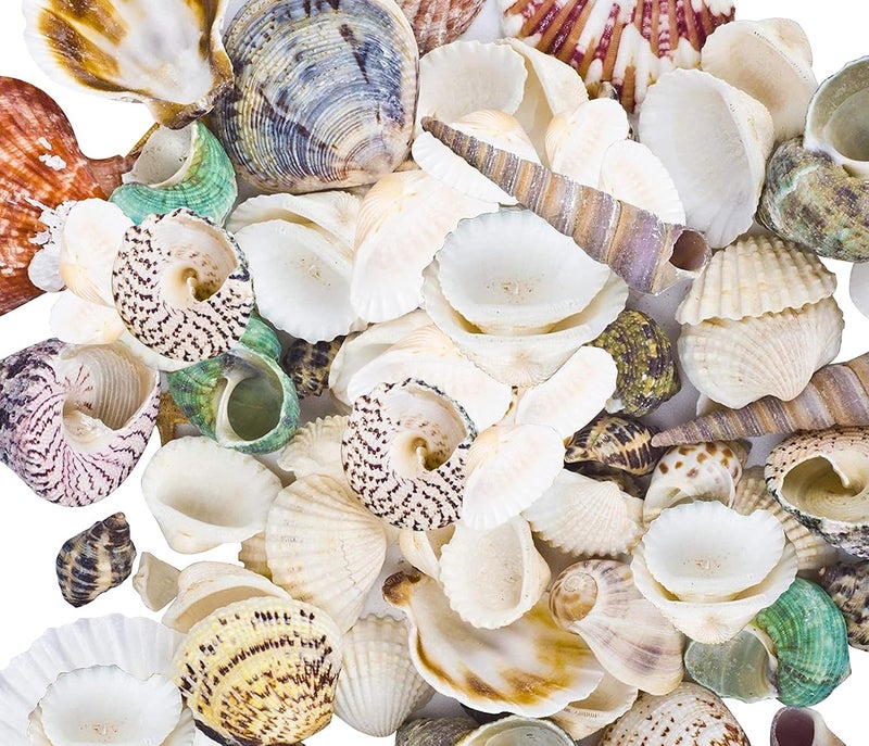 Famoby 80~85pcs Sea Shells Mixed Beach Seashells for Beach Theme Party Wedding Decorations DIY Crafts Candle Making Fish Tank Vase Fillers Home Decorations Supplies - Image 1