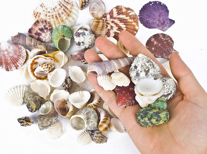 Famoby 80~85pcs Sea Shells Mixed Beach Seashells for Beach Theme Party Wedding Decorations DIY Crafts Candle Making Fish Tank Vase Fillers Home Decorations Supplies - Image 2