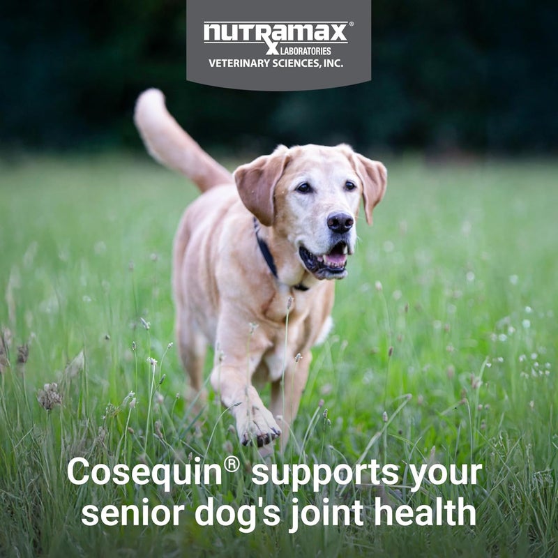 Nutramax Laboratories Nutramax Cosequin for Senior Dogs Joint Health Supplement, Contains Glucosamine for Dogs, Chondroitin, MSM, Omega-3s and Beta-Glucan, Supports Joint, Skin and Coat, Immune Health, Soft Chews, 60 Count - Image 2