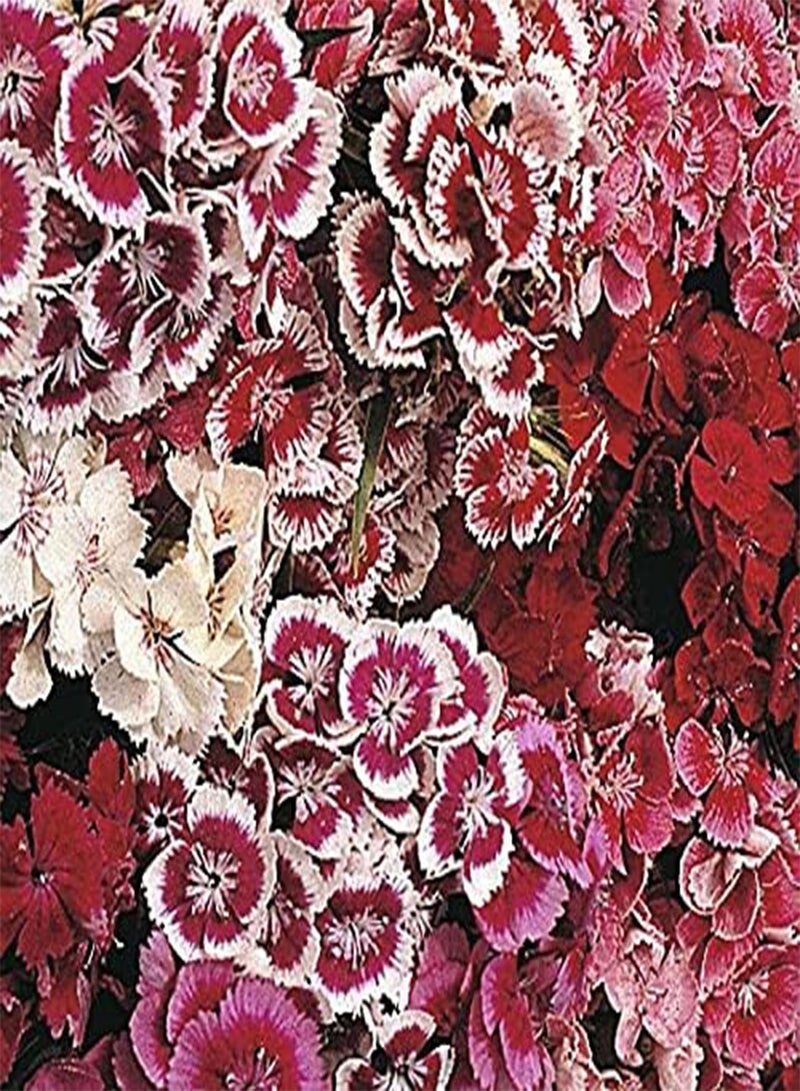 Approx 10 seeds (100g seeds) of Sweet William Indian Carpet Mixed