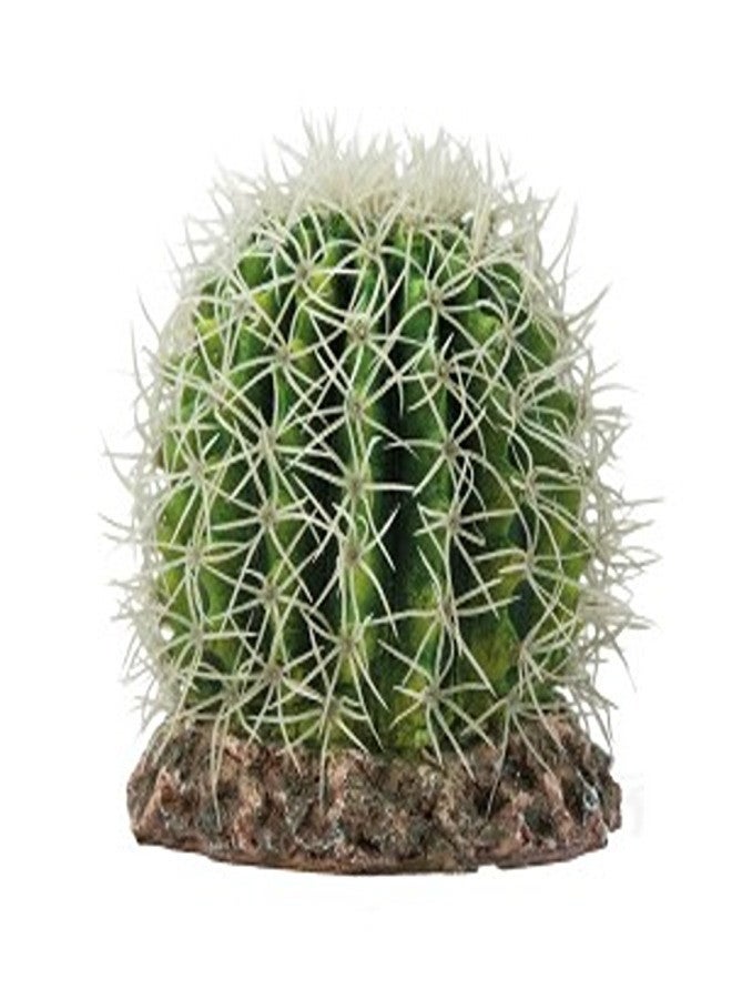 Hobby Cactus Sonora M