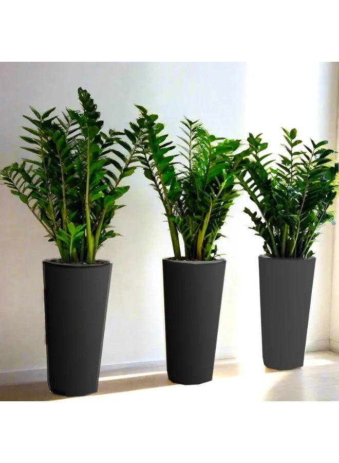 Office Plant ZZ in Ceramic Pot Bundle (3pcs, 80–100cm) | Premium Tall Indoor Plants for Office & Home Décor | Low Maintenance Air Purifying ZZ Plants in Stylish Ceramic Pots