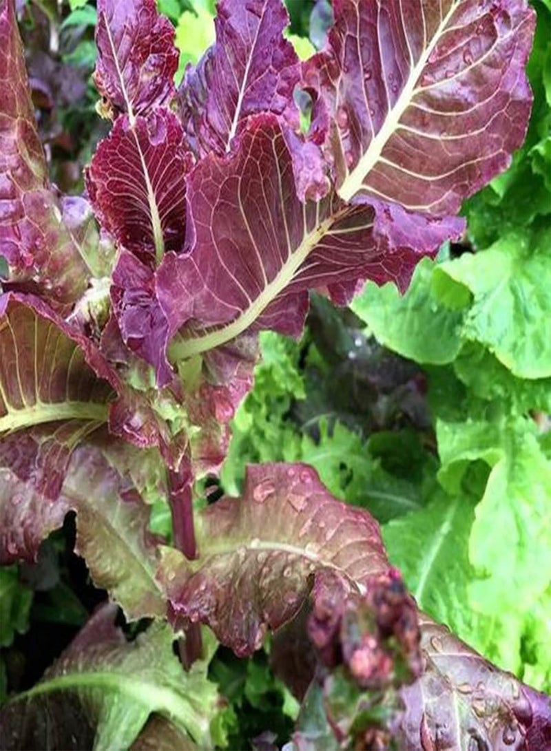 GGOOT 50Pcs/Bag Lactuca Sativa Seeds Productive Low Calorie Fresh Purple Lettuce Vegetable Seedlings for Outdoor Vegetable Seedlings - Image 3