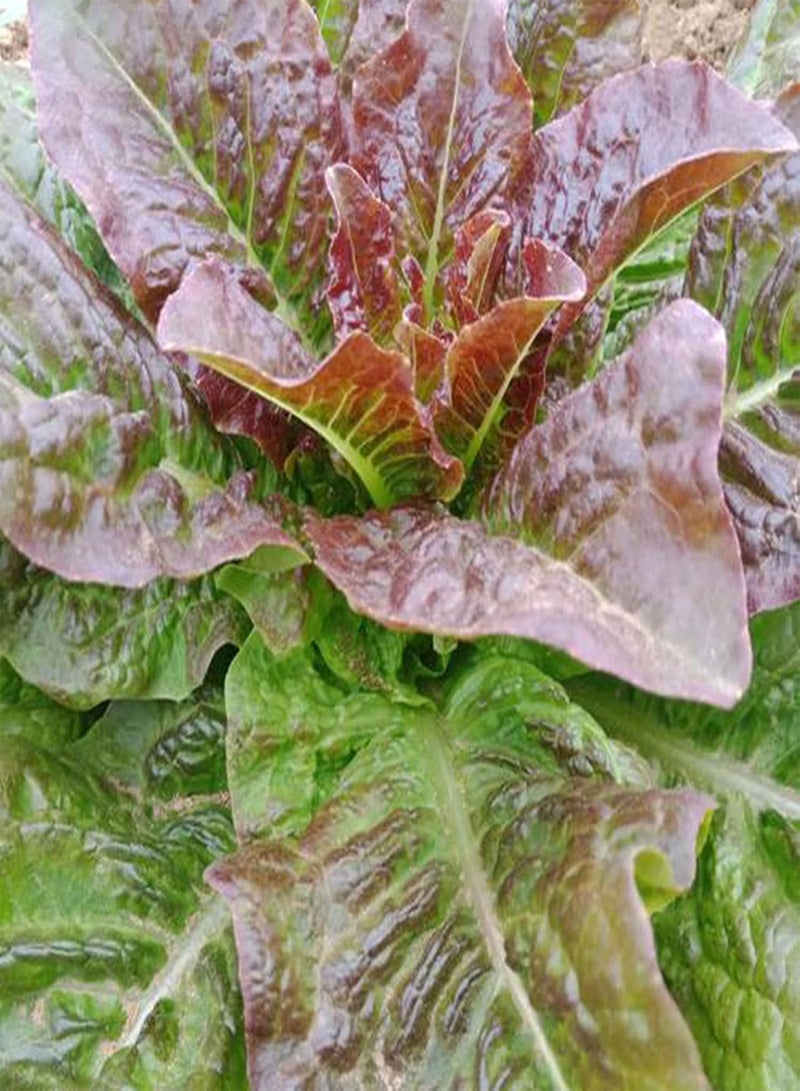 GGOOT 50Pcs/Bag Lactuca Sativa Seeds Productive Low Calorie Fresh Purple Lettuce Vegetable Seedlings for Outdoor Vegetable Seedlings - Image 1