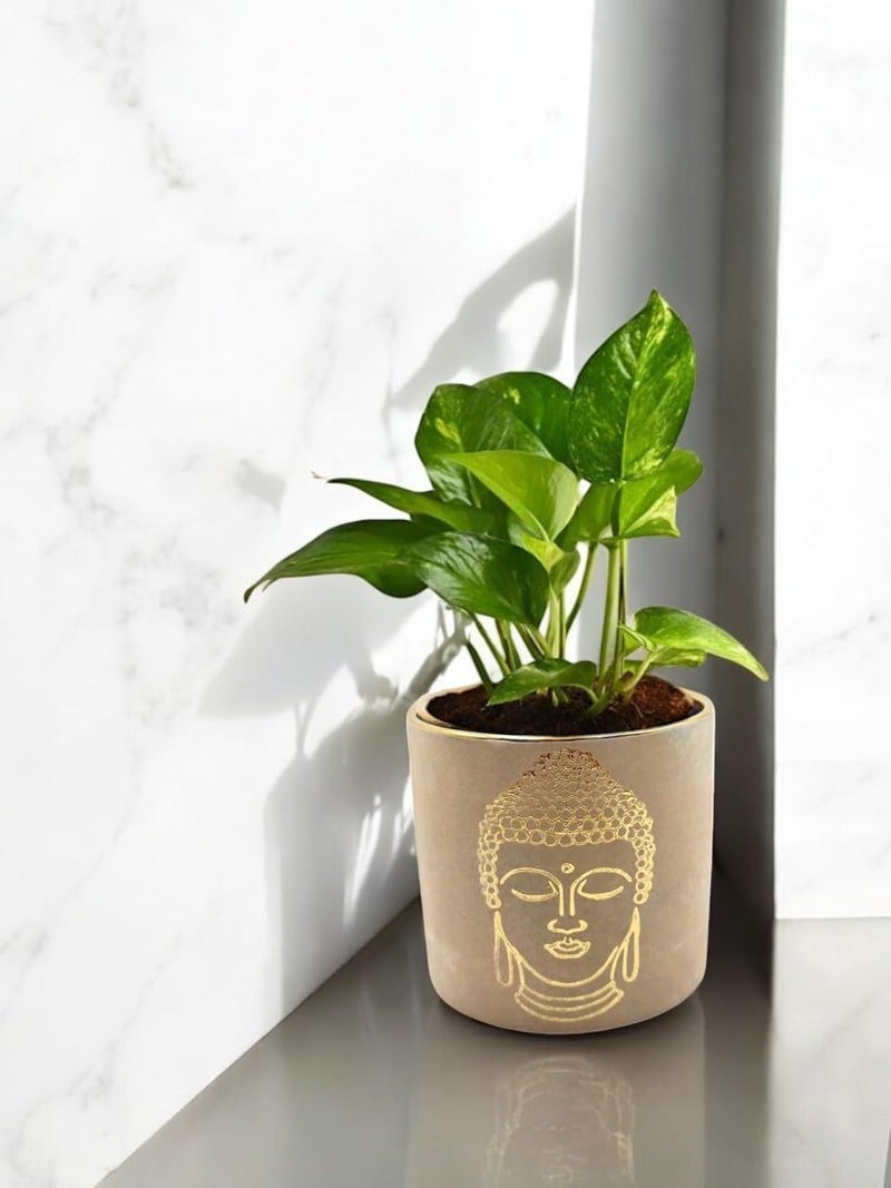 FOX & FERN Premium Ceramic Planter with Drainage-Hole for Vibrant Garden | Enhance The Ambiance of Your Home, Office or Garden (Dia. 5") (GA134B-007-GS) - Image 4