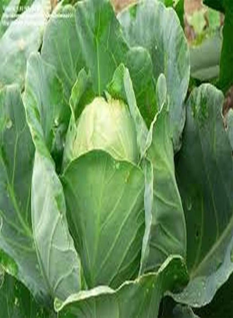 GGOOT 50 Early Jersey Wakefield Cabbage Seeds for Planting Heirloom Non-GMO 2+ Grams Garden Vegetable Bulk Survival Hominy - Image 1