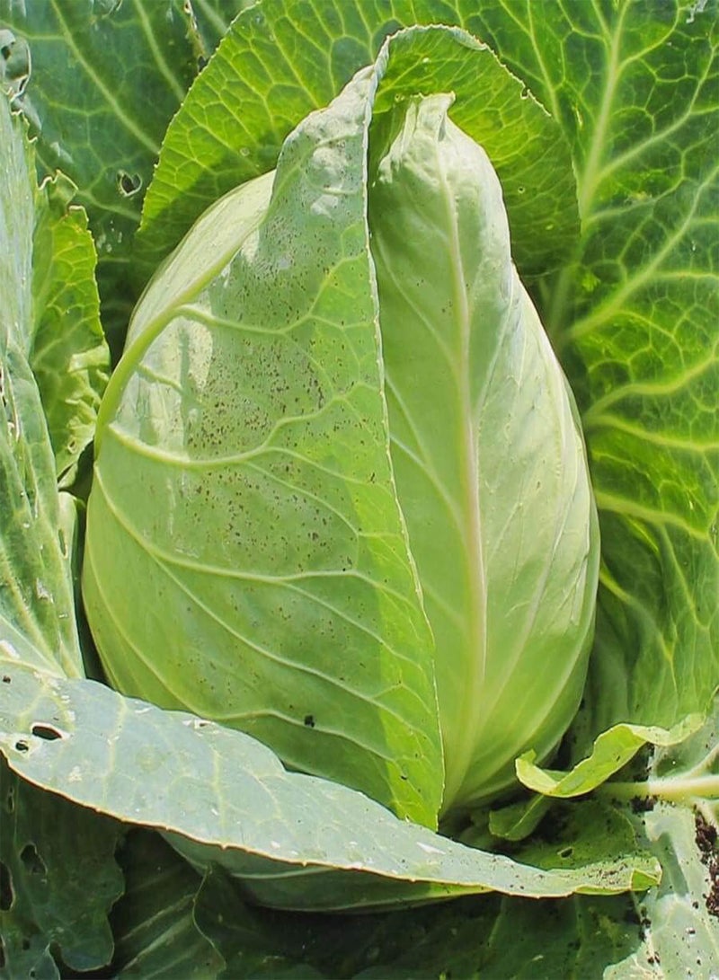GGOOT 50 Early Jersey Wakefield Cabbage Seeds for Planting Heirloom Non-GMO 2+ Grams Garden Vegetable Bulk Survival Hominy - Image 2