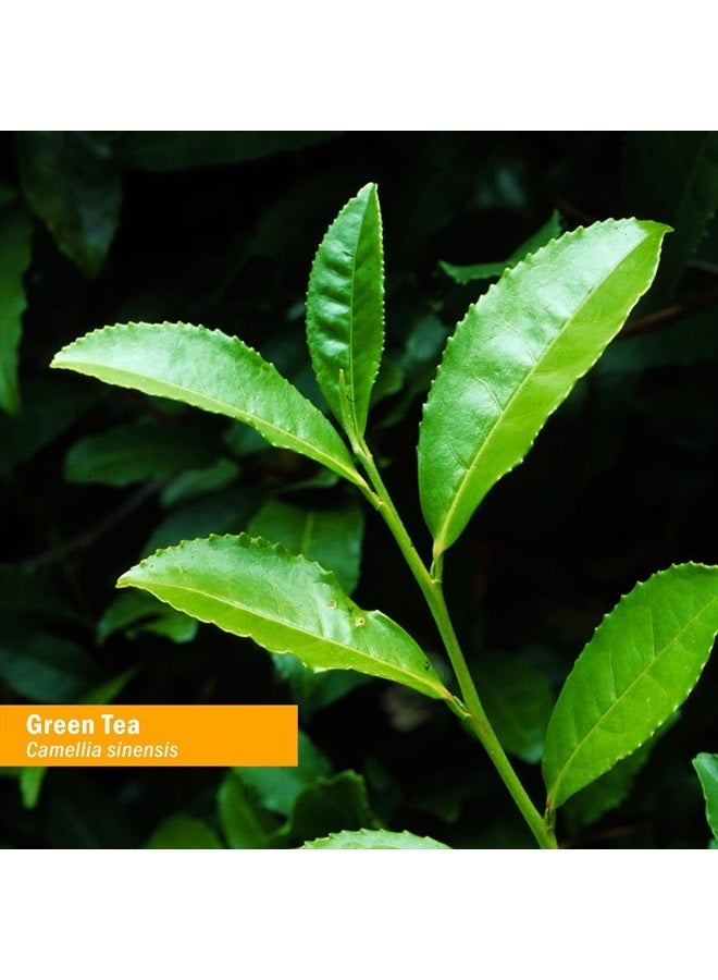 HERB PHARM Certified Organic Green Tea Liquid Extract - 1 Ounce - Image 2