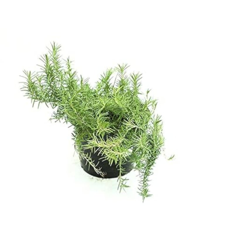 Pot Rosemary Plant with Medium Pot Green Indoor Herb Garden Live Potted Herb Ready to Grow Natural Aroma - Image 1