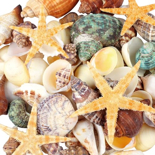 80 Pcs Natural Seashells Mixed Starfish Sea Shells for Crafts Various Sizes Ocean Shells Conch for Decorating Beach Theme Party DIY Crafts Fish Tank Filling Home Decor Wedding Decoration