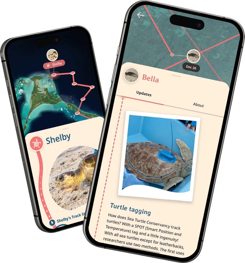 Fahlo Sea Turtle Tracking Bracelet, Elastic, Supports The Sea Turtle Conservancy, one Size fits Most for Men and Women (Coral Reef Pink) - Image 5